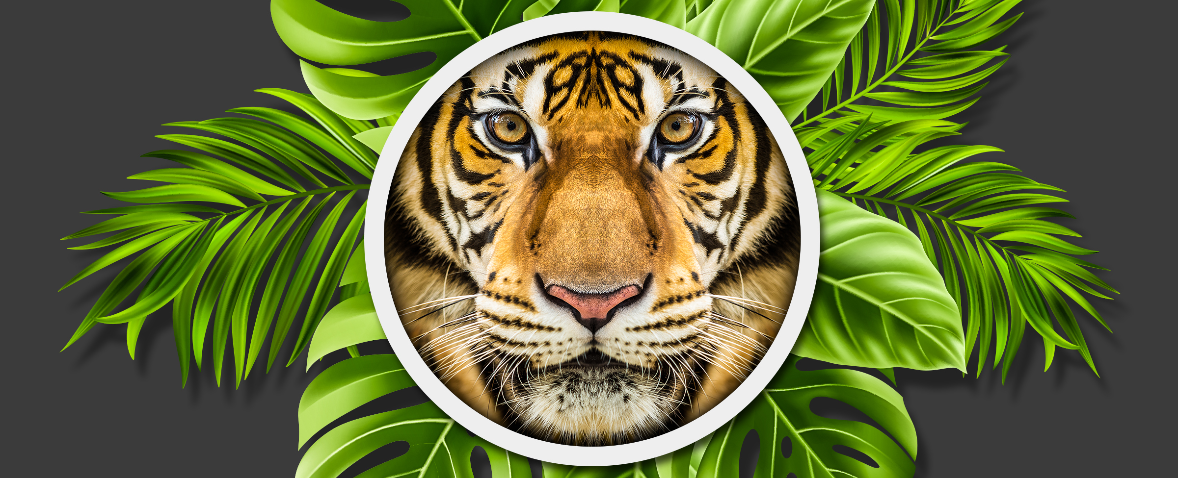 Last, but by no means least, try your hand at Tiger Jungle - one of Joe’s favourite pokies. Could it be yours, too?