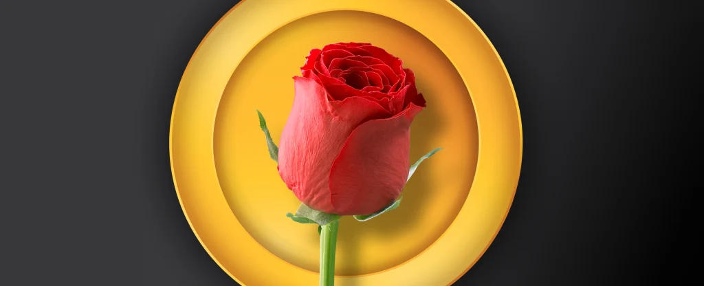 A rose is centred on a black background.